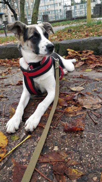 Собака в люблячу родину . Ужгород