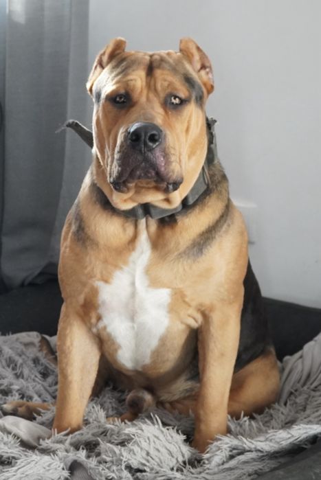 American Bully XL ABKC