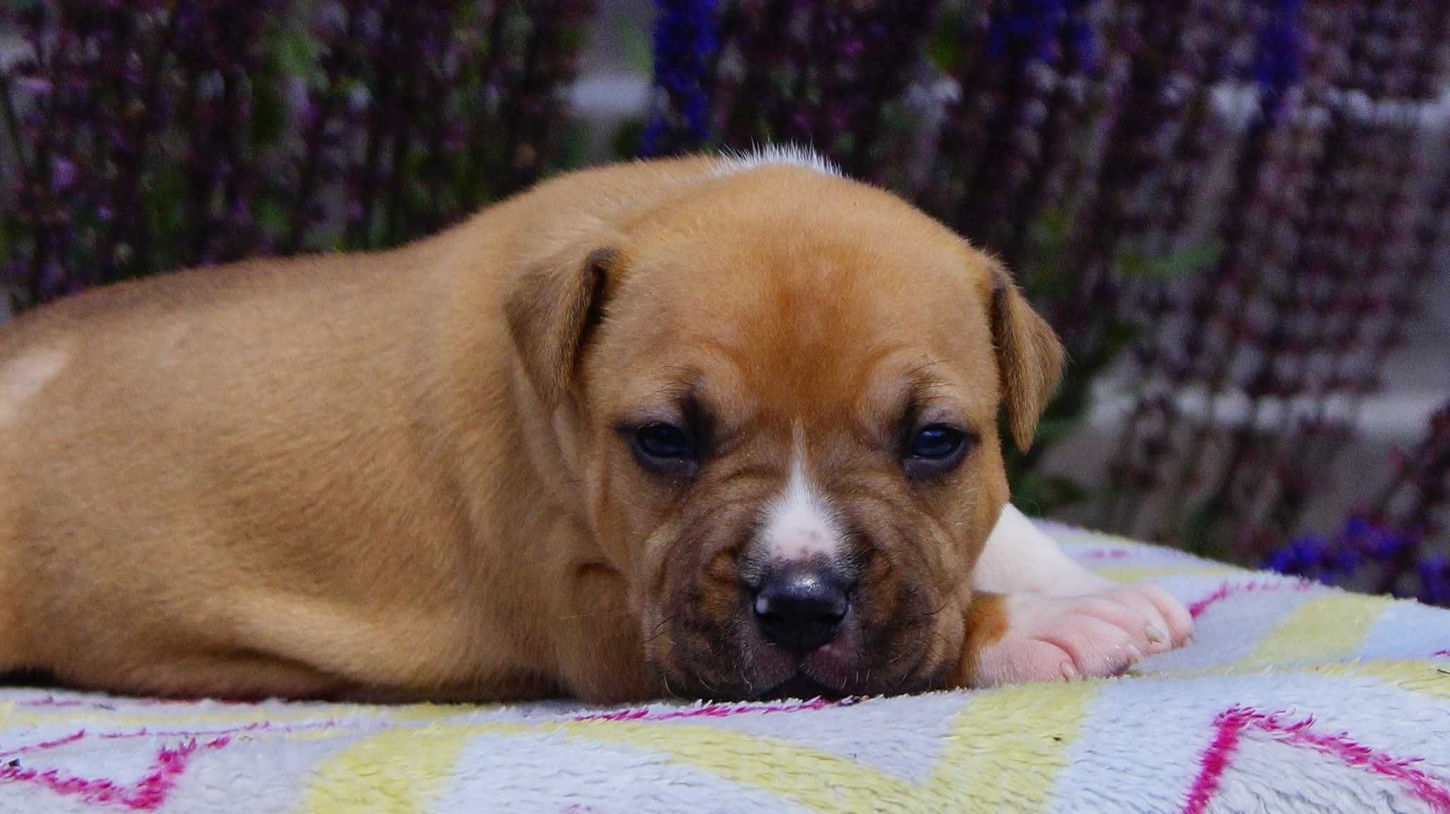Echo,  płowy samiec American Staffordshire Terrier FCI, DO REZERWACJI