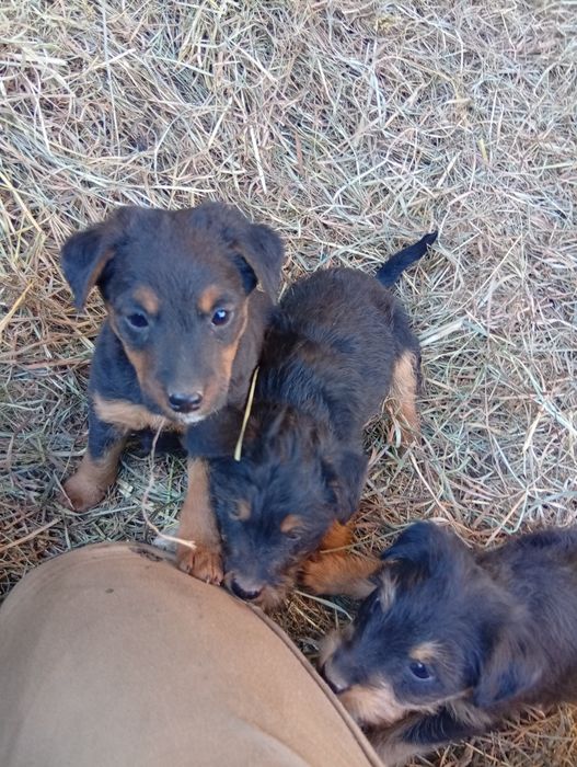 Oddam szczeniaki w dobre ręce