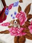Cavalier King Charles spaniel Piesek