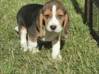 Beagle uroczy piesek