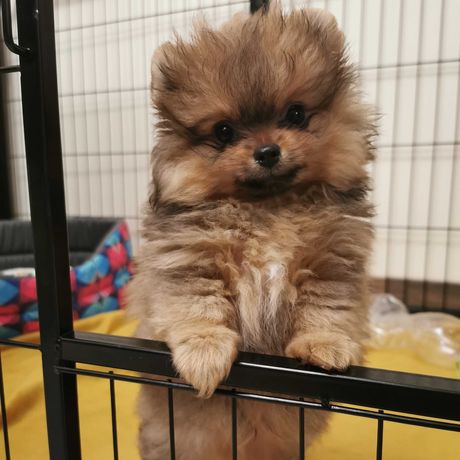 Szpic miniaturowy pomeranian FCI szczenięta