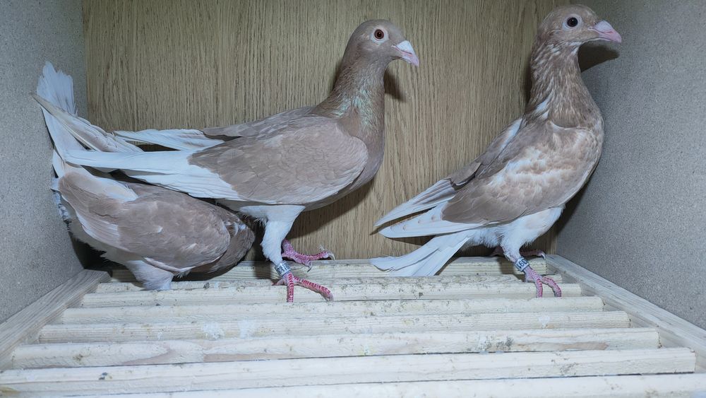 Gołębie pocztowe młode żółte