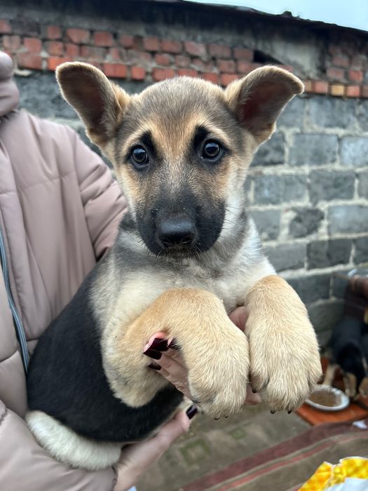 Щенята безкоштовно