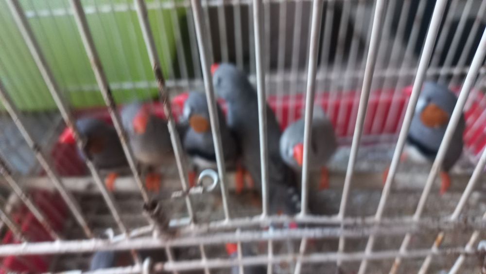 Vendo rolas mansasn e manderins