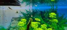 Peixes Guppy Endlers