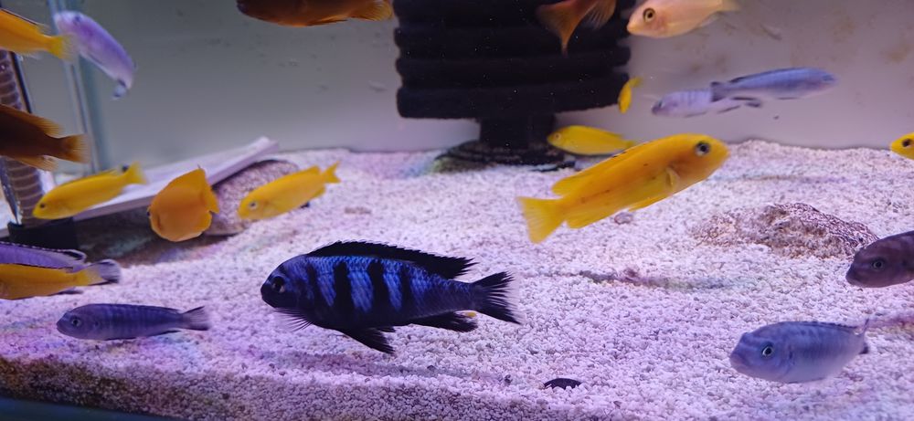 pyszczaki Chindongo  saulosi