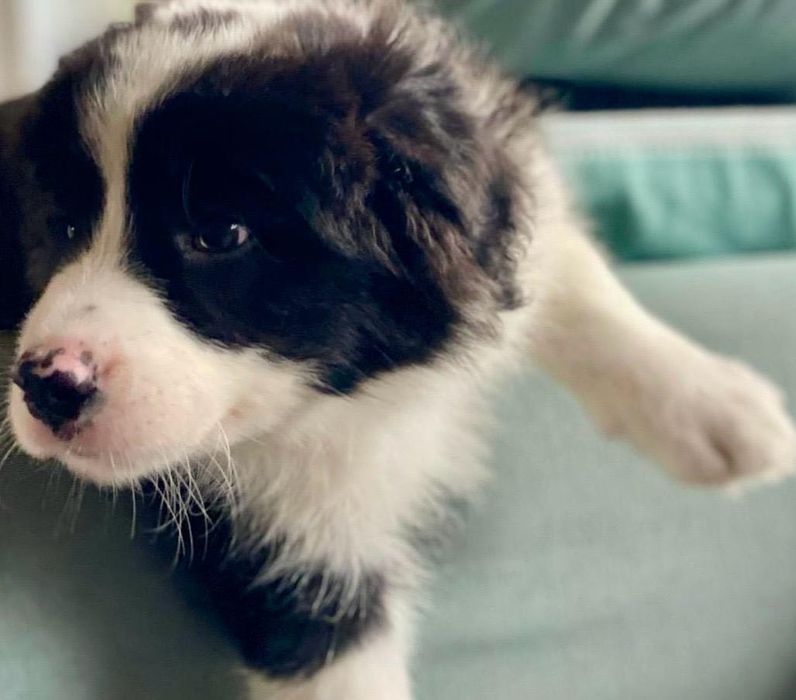 Piesek Border Collie - Hodowla Salus Canis FCI