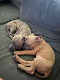 American Staffordshire Terrier