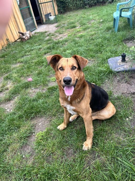 Przyjazny Lary szuka kochającego domu