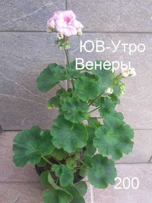 Сортовые пеларгонии