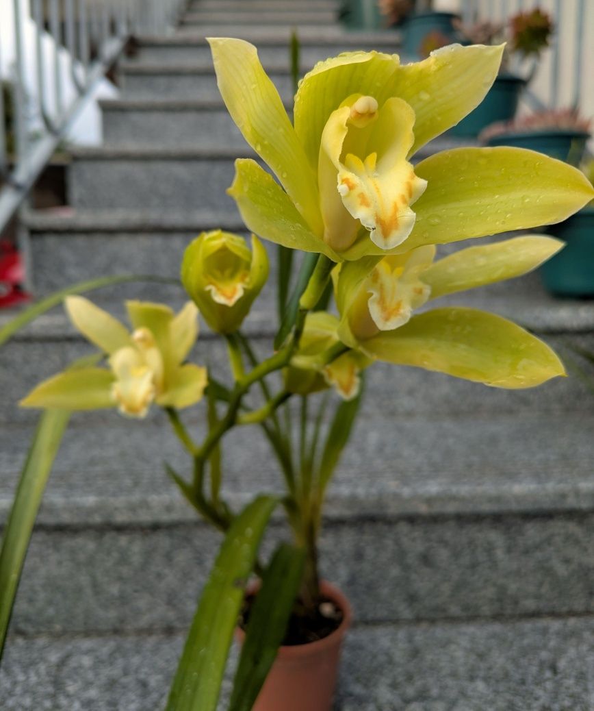 Orquídea de exterior