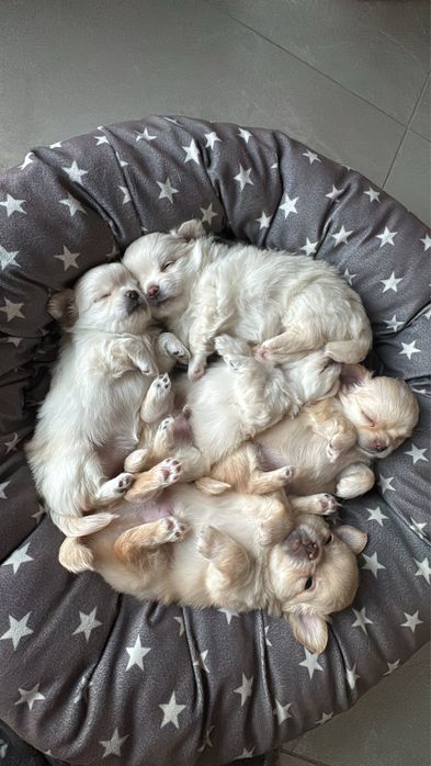 Chihuahua FCI ZKWP Sunia