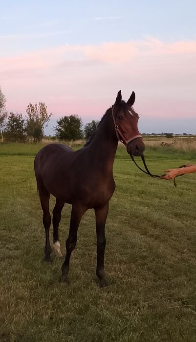 Ogierek 1,5 roku WLKP