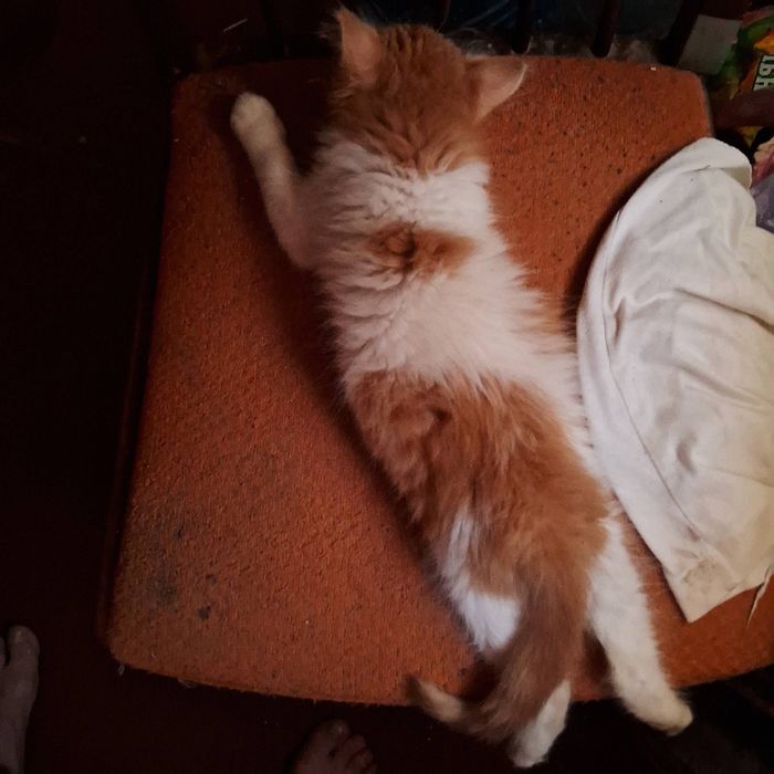 Пропало кошеня Йося