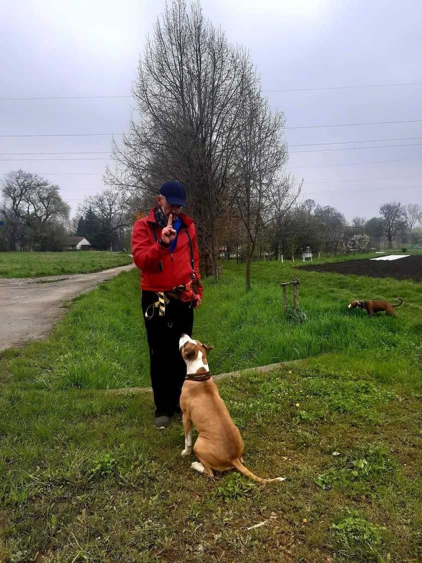 Szkolenie psów/Behawiorysta/Trener psów/Socjalizacja psów