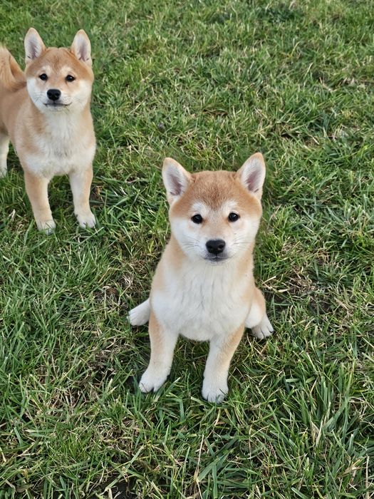 Shiba inu, Shiba doskonały rodowód ZKWP FCI