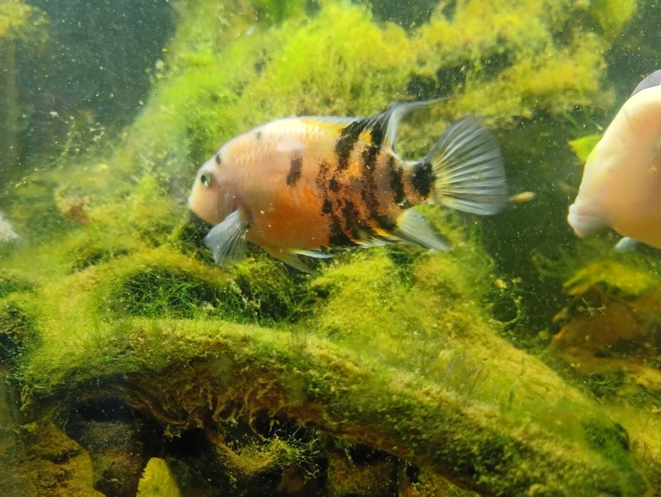 Pielęgnica zebra Amatitlania nigrofasciata marble