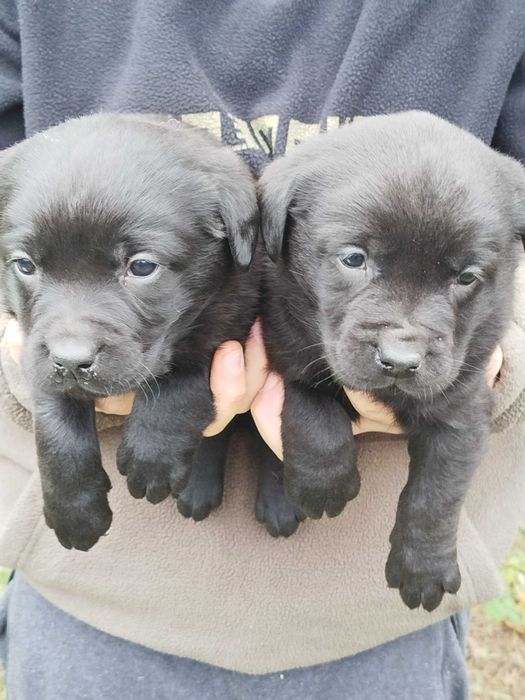 Labrador Retriever czarna suczka tel.-5.7.5.3.0.2.0.3.9.