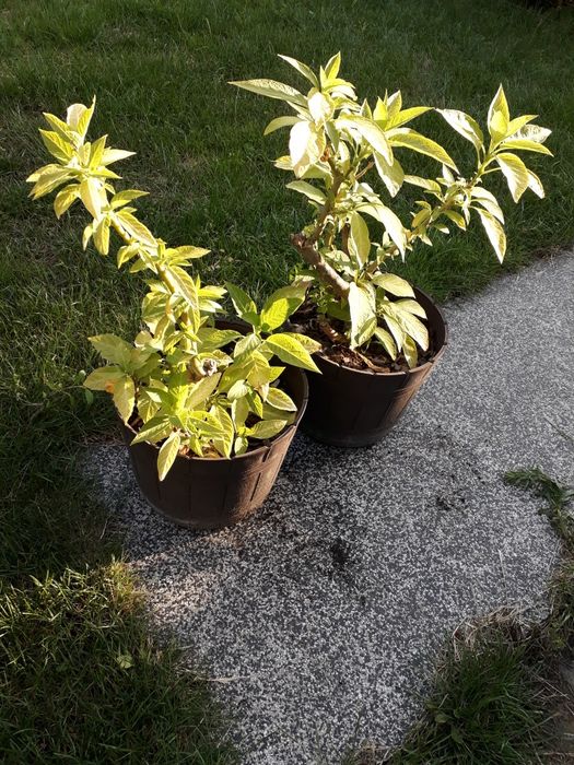 Datura biała, bieluń ,burgmansja, duże okazy