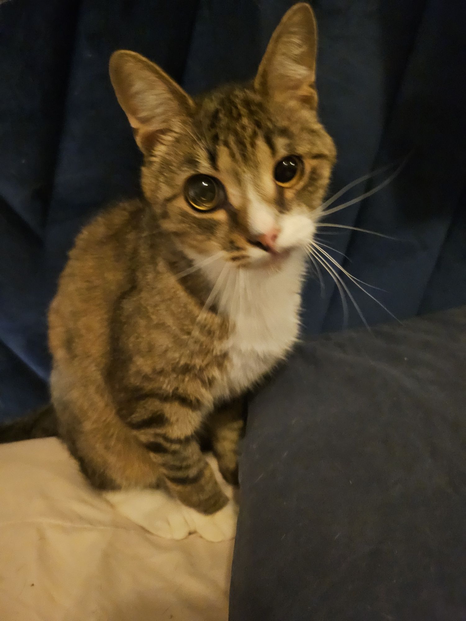 Tomcio prosi o domek