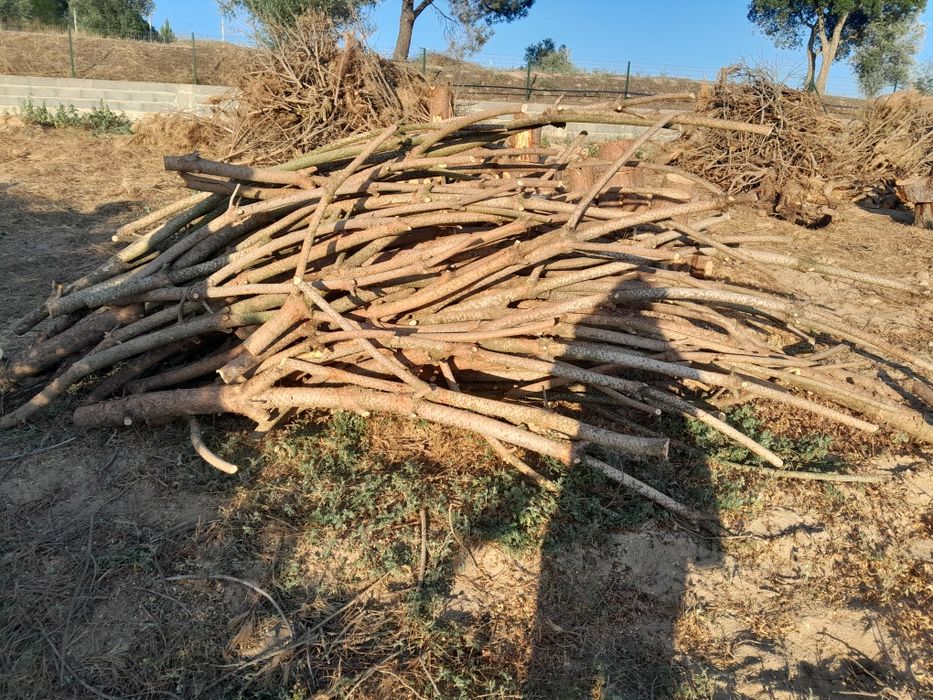 Lenha seca de pinho manso