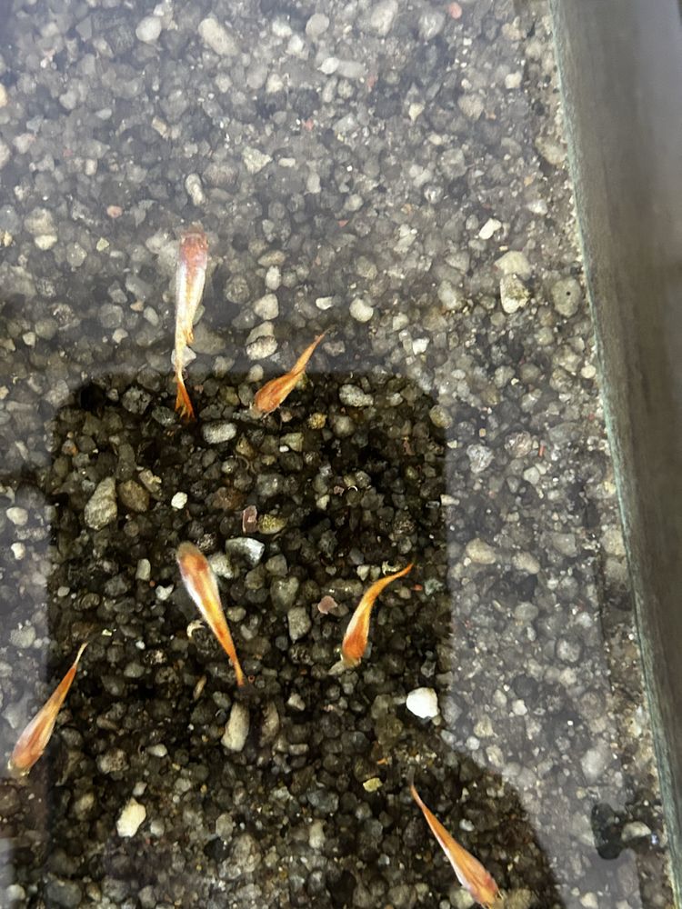 Guppy machos e femeas  para venda