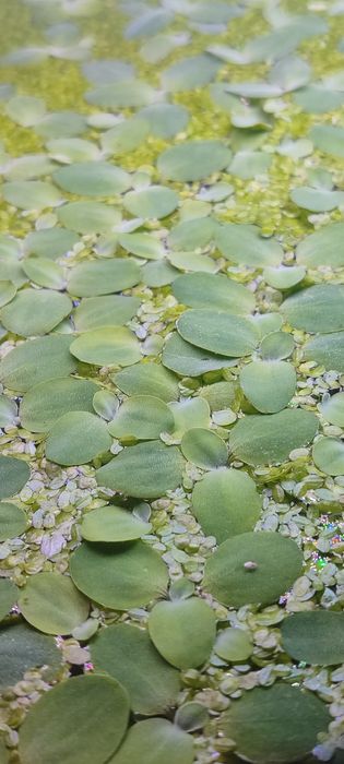 Planta de superfície para lagos/ aquários, Alface D'Água