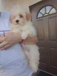 Piesek maltipoo 4 miesiące