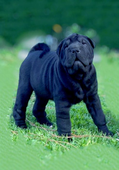 Shar pei... Bebes sharpei