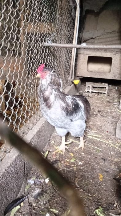 Galos e galinhas raça aroucana