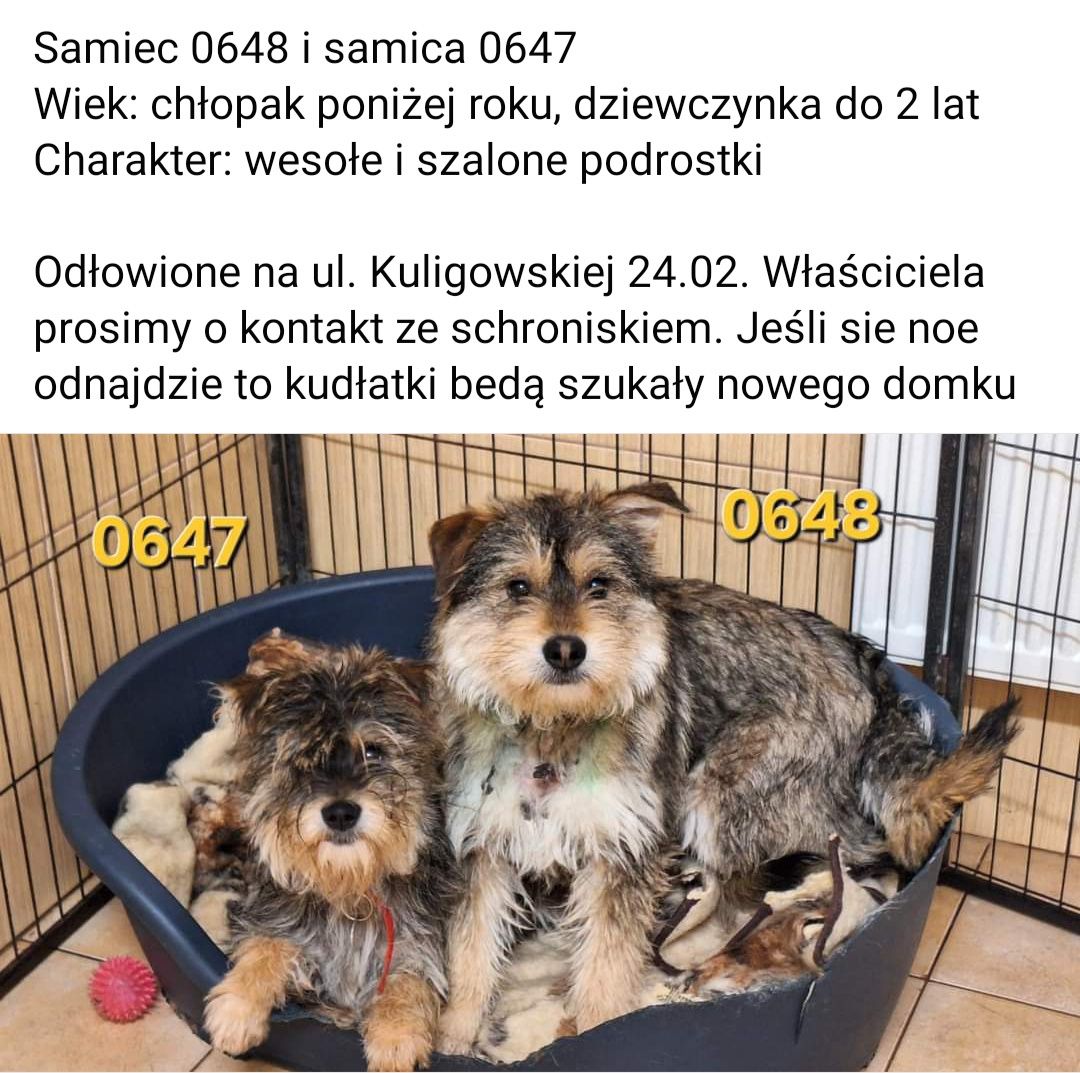 Uratuj psie życie! Zostań domem tymczasowym!