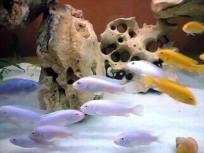 Pseudotropheus socolofi albino Снежный принц Малавийские Цихлиды