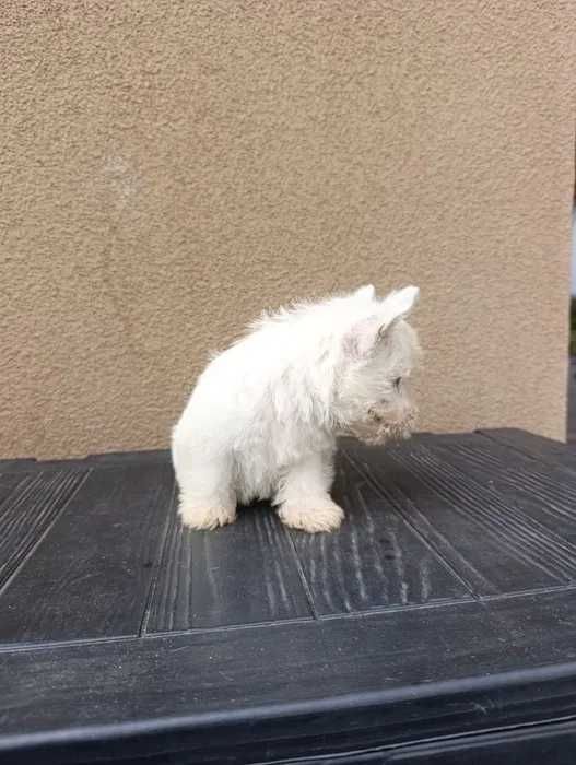 West Highland White Terrier
