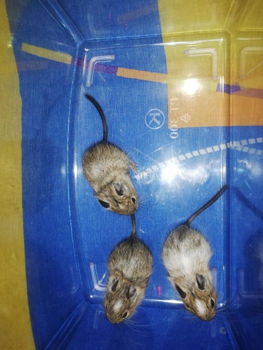 Грызуны травоядные