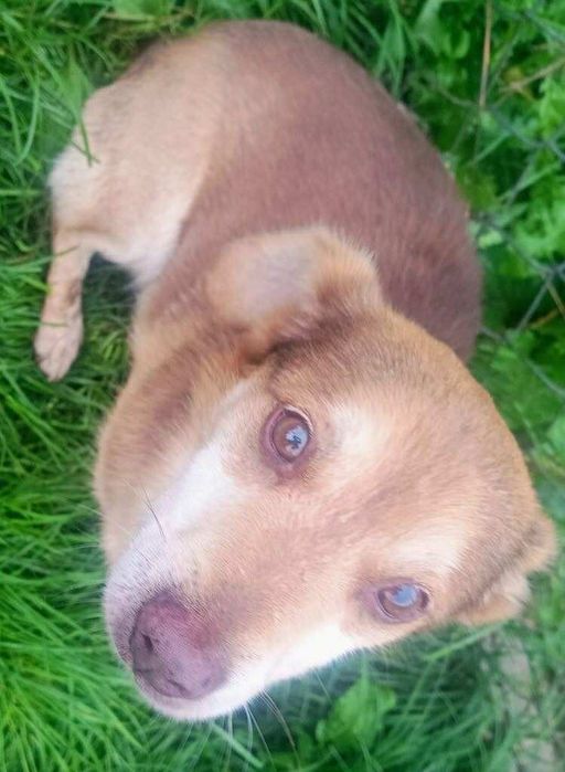 Oddam za darmo, do adopcji- Uroczy Miki szuka domu