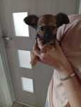 Chihuahua Rodowód