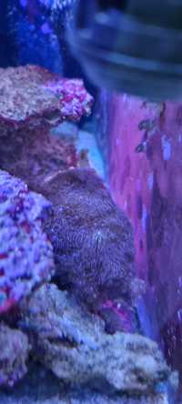 Akwarium morskie korale koralowce pachyclavularia violacea
