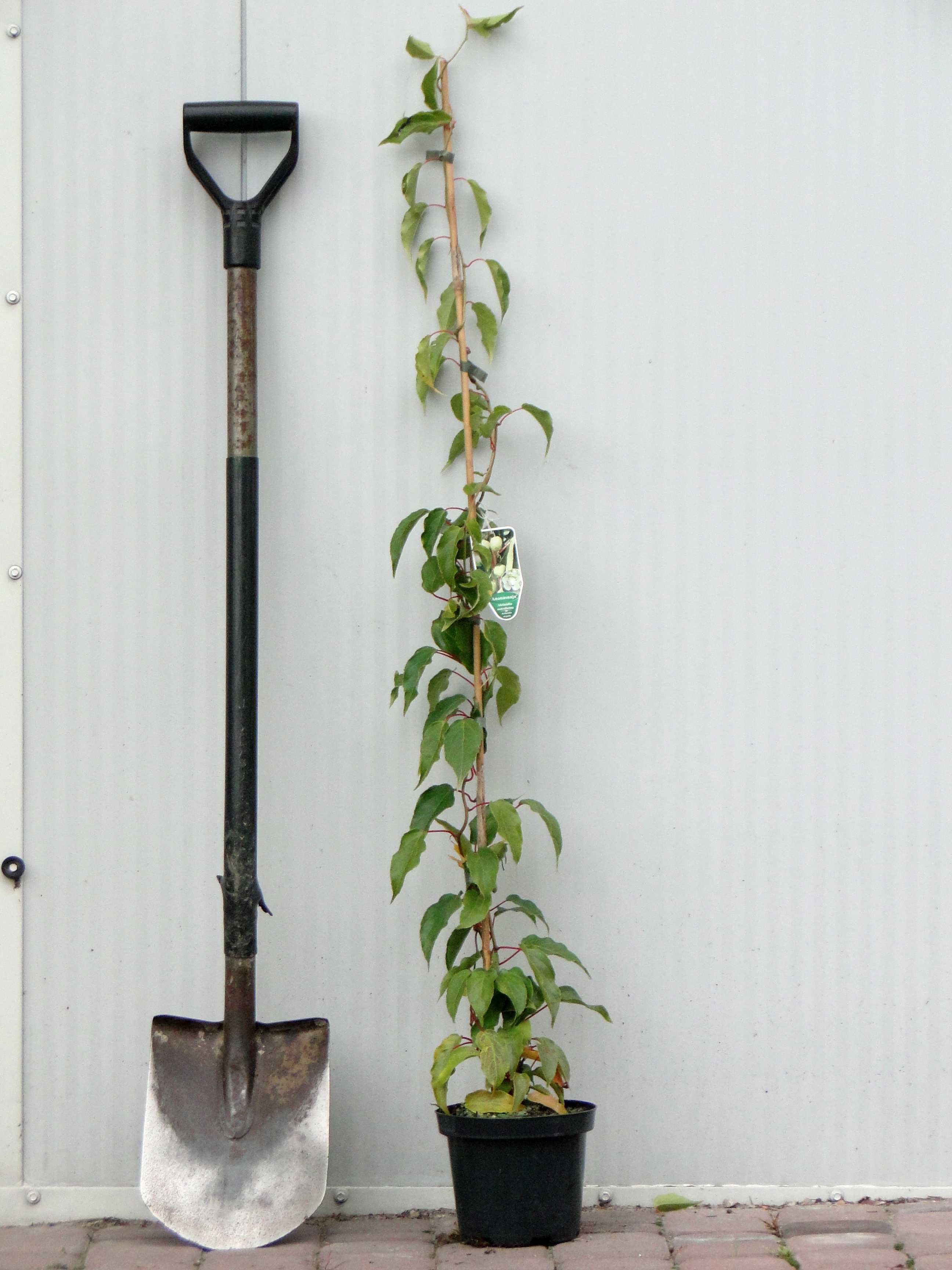 Actinidia arguta (mini kiwi) sadzonki C2 + bamb. 105 cm