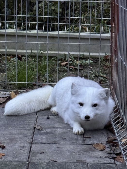 Lis polarny, mloda lisica