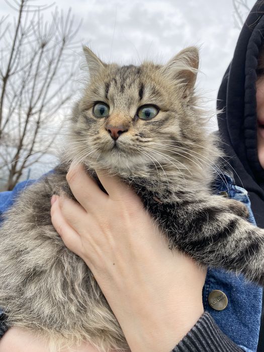 Кошенята в хороші руки