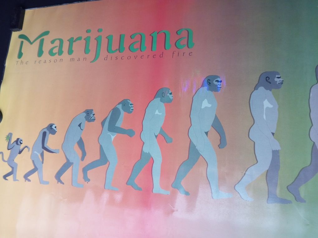 Plakat laminowany zielona ewolucja