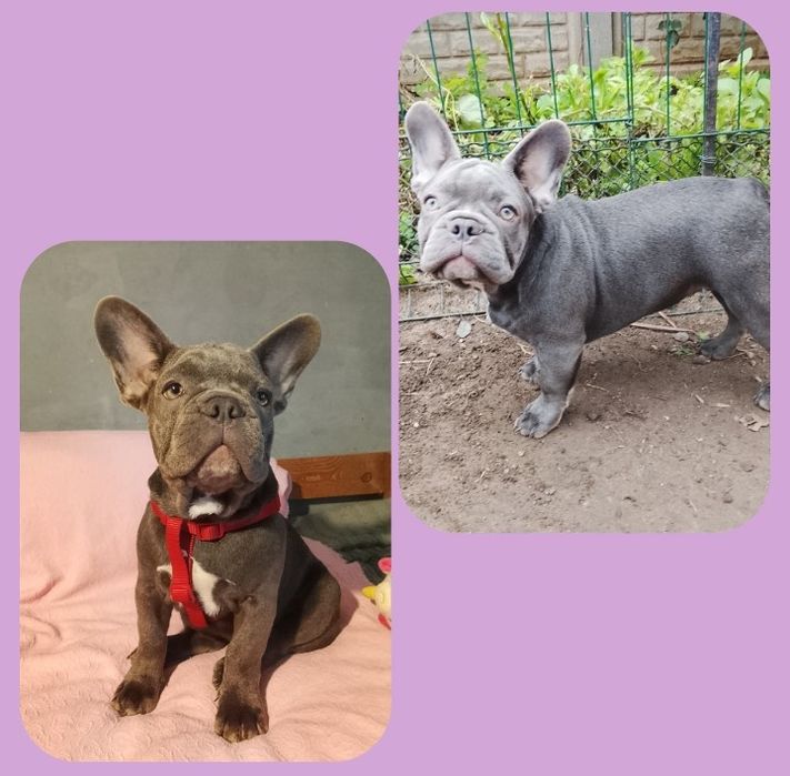 Лілова дівчинка бульдожка