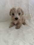 Maltipoo mini mianiturka sliczny samiec tata pudel toy FCI badania