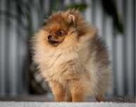 Pomeranian szpic miniaturowy ZKwP/FCI mini piesek