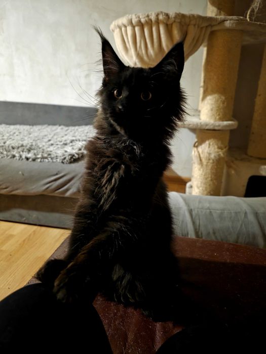 Piękny kocurek maine coon