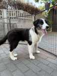 Pół roczny pies Border Collie