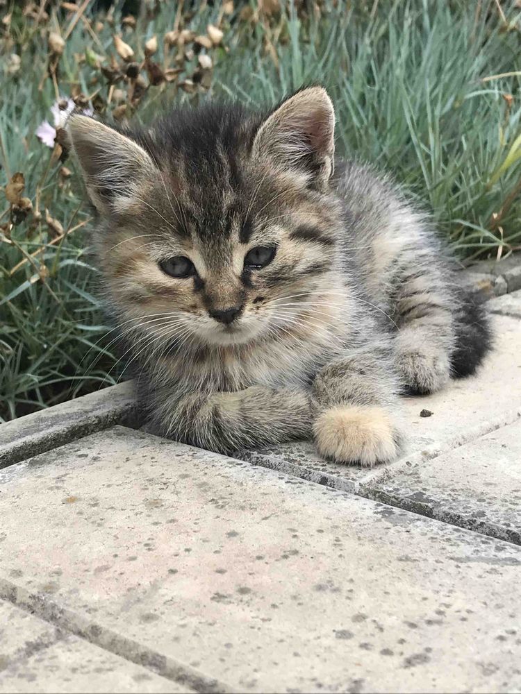 Кошенята безкоштовно