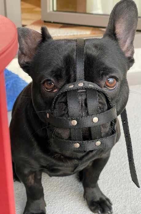kaganiec buldog francuski na wymiar!!!